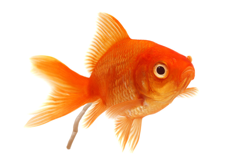Goldfish Droppings – 金魚の糞